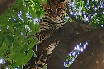 Jaguatirica é resgatada em condomínio de Uberlândia e encaminhada para reabilitação